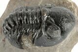 1.2" Detailed Reedops Trilobite - Atchana, Morocco - #190290-2